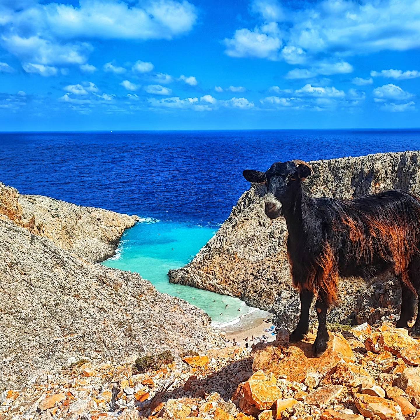 a Cretan goat standing on rocks at Seitan Limania