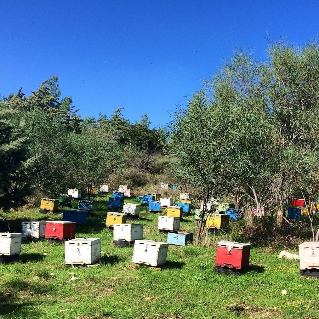 Beehives in Crete. 