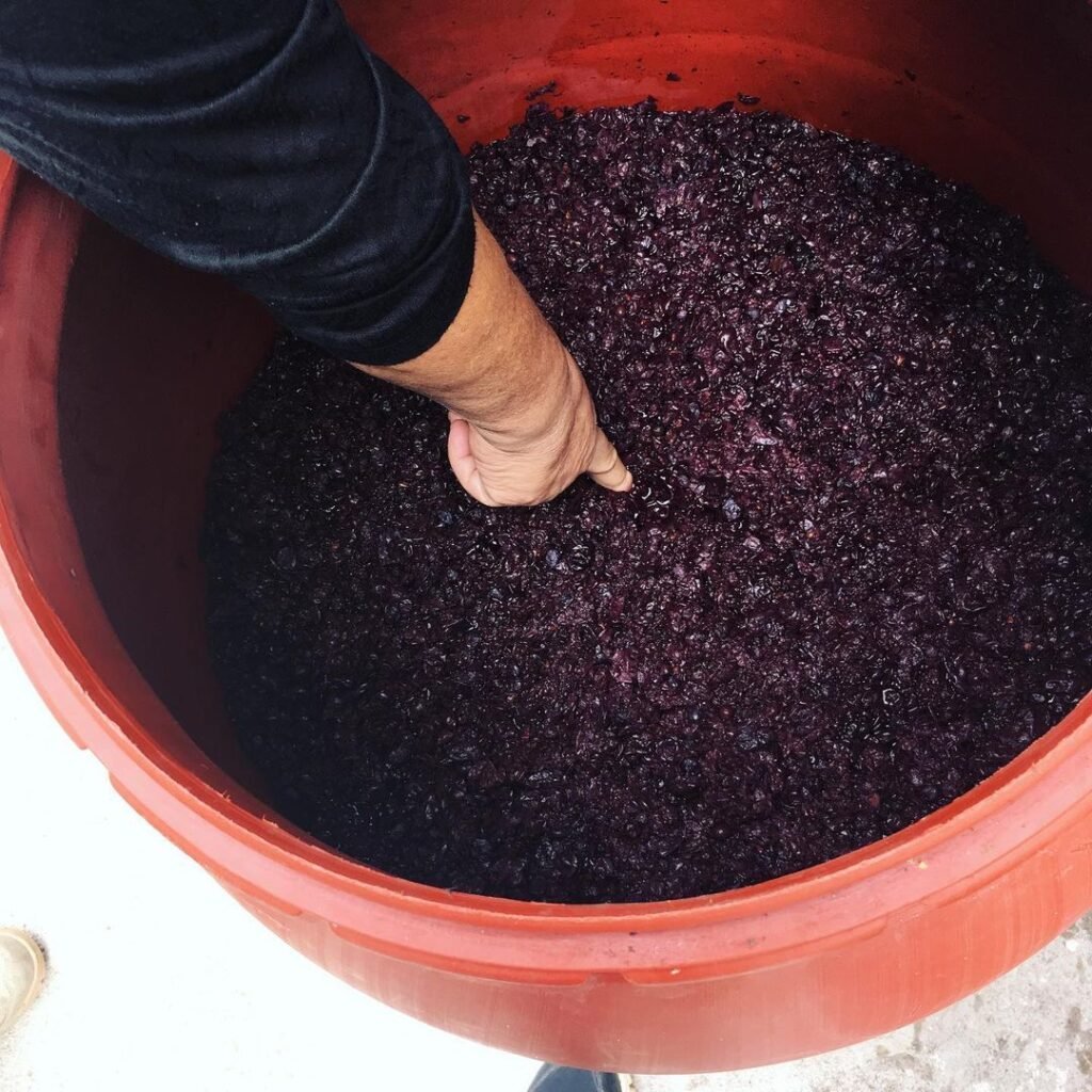 Fresh grape pomace, ready to be distilled into Tsikoudia. 