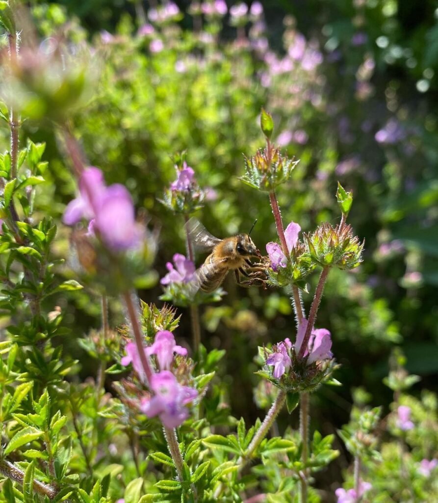 Cretan savory (Satureja thymbra), also known by the names of "throubi" or "winter savory". 