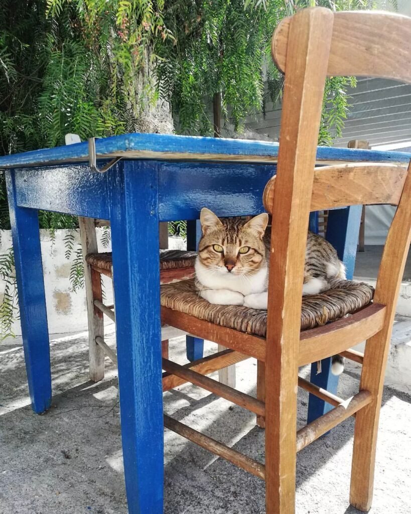 When visiting Crete, embrace the local siga siga (slowly, slowly) pace for your Cretan adventure. Here, even the cats take it easy. 