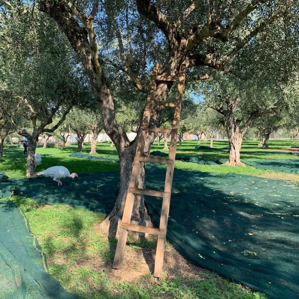 Harvesting olives to make Greek olive oil. 