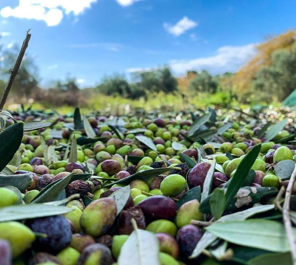 Koroneiki Olive variety. 