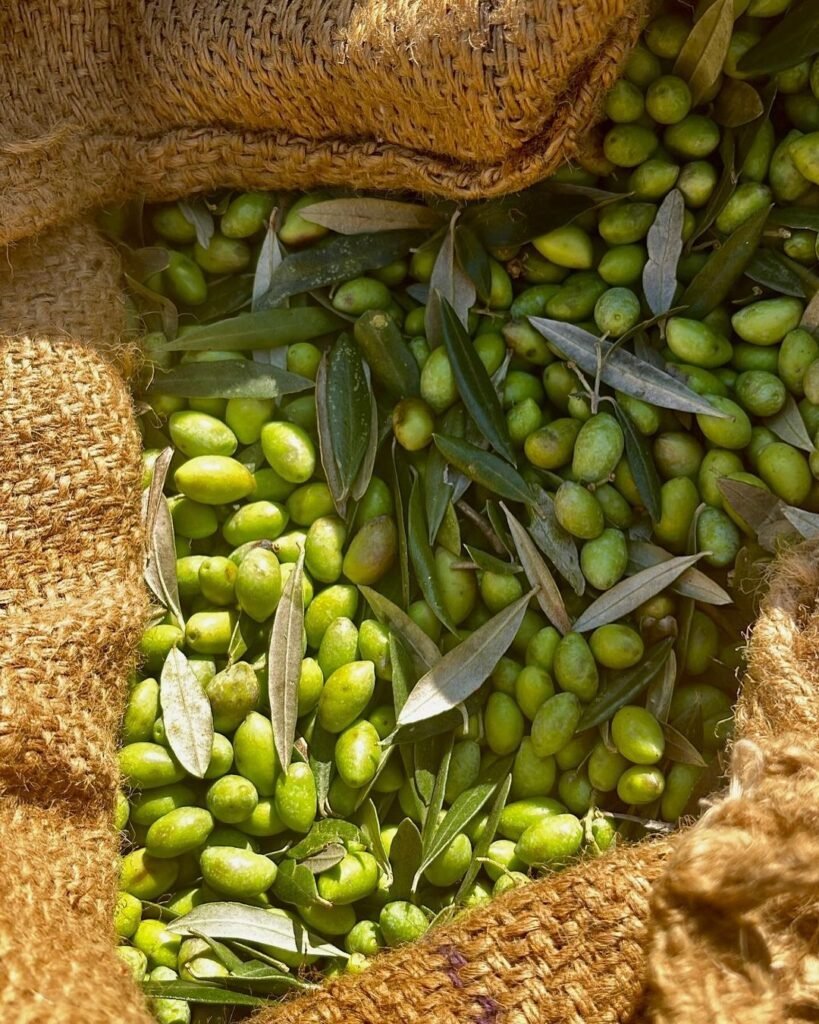 Koroneiki olive harvest. 