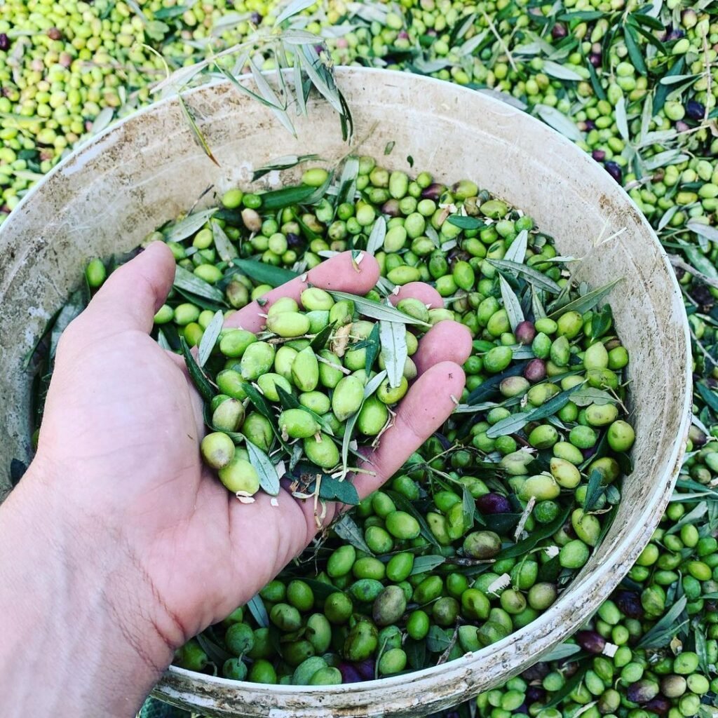 Koroneiki olives, ready to be pressed into Greek olive oil. 