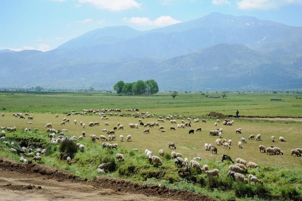 Shepherd and his sheep in Lasithi, Crete