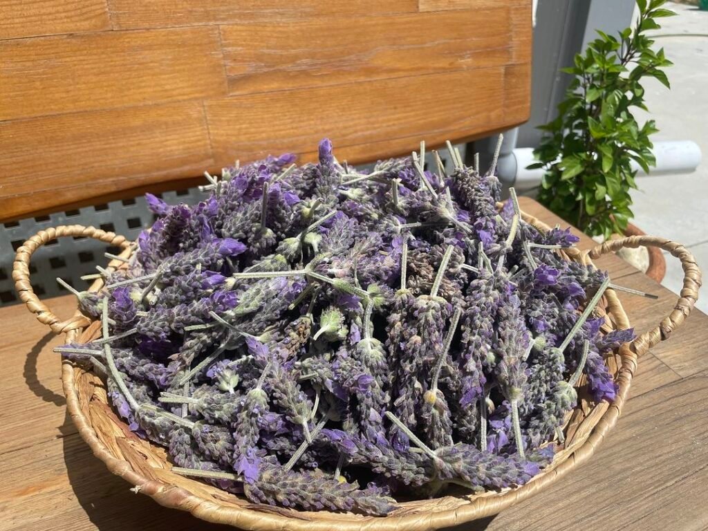 Lavender Cretan herbs