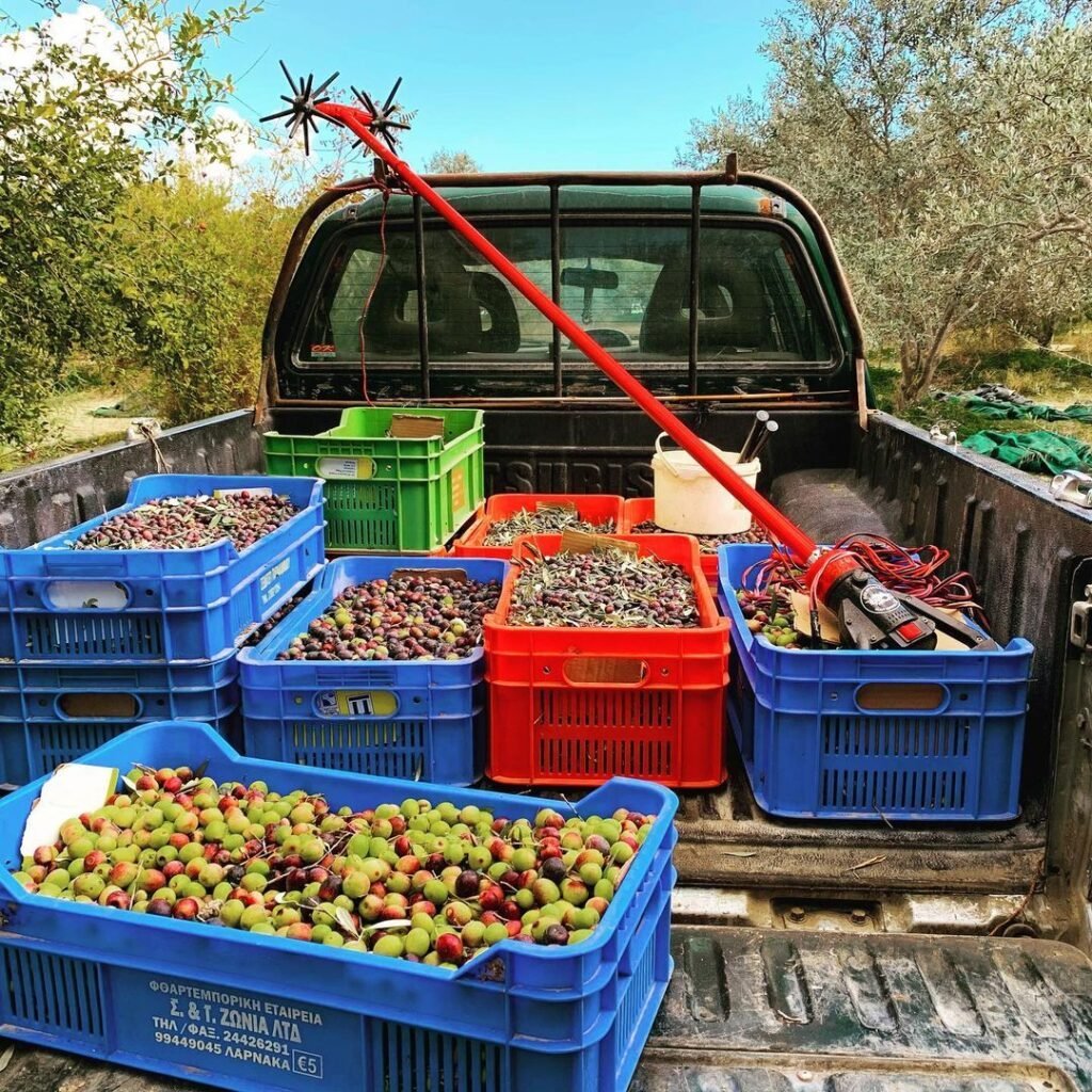 Olive harvest.