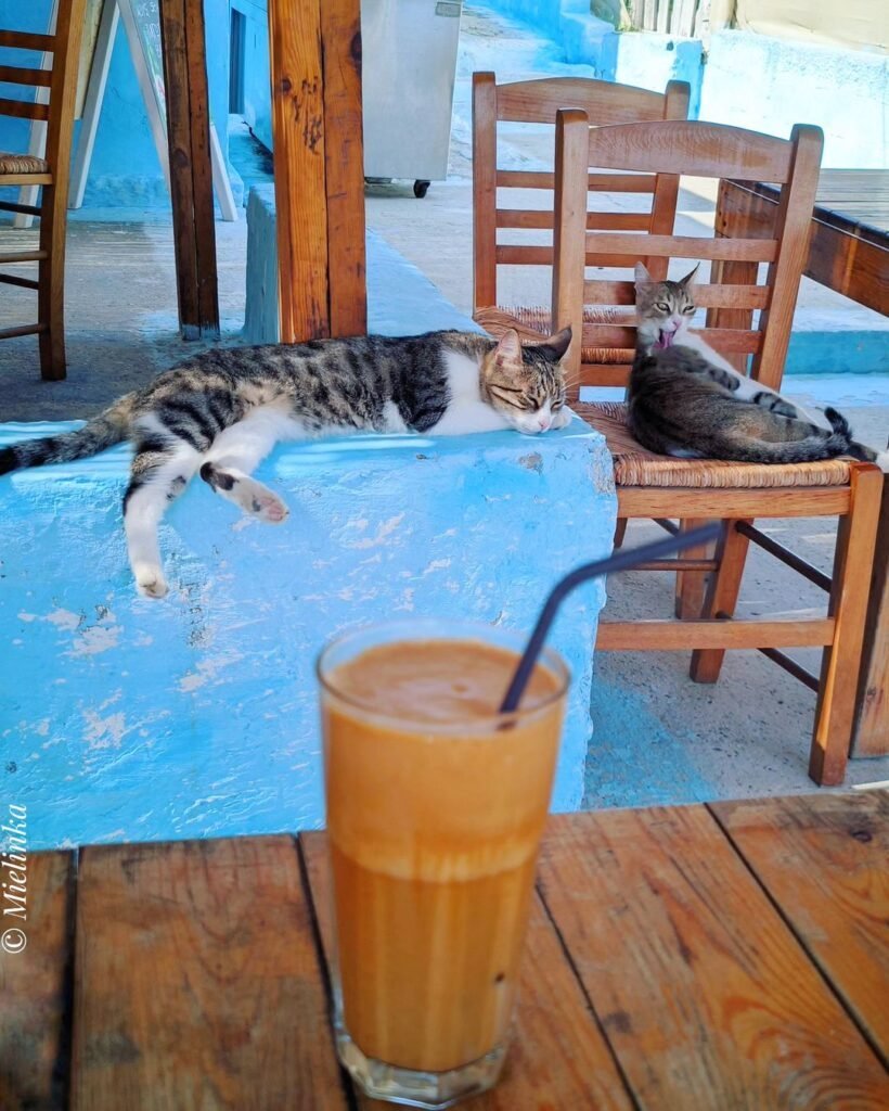 The 'siga siga' life on Gavdos Island, embraced even by the local cats.