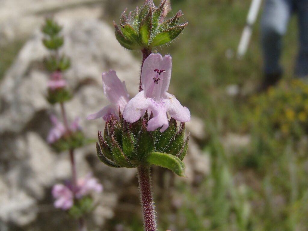 Cretan savory