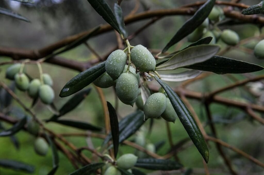 Tsounati olive for Cretan olive oil. 