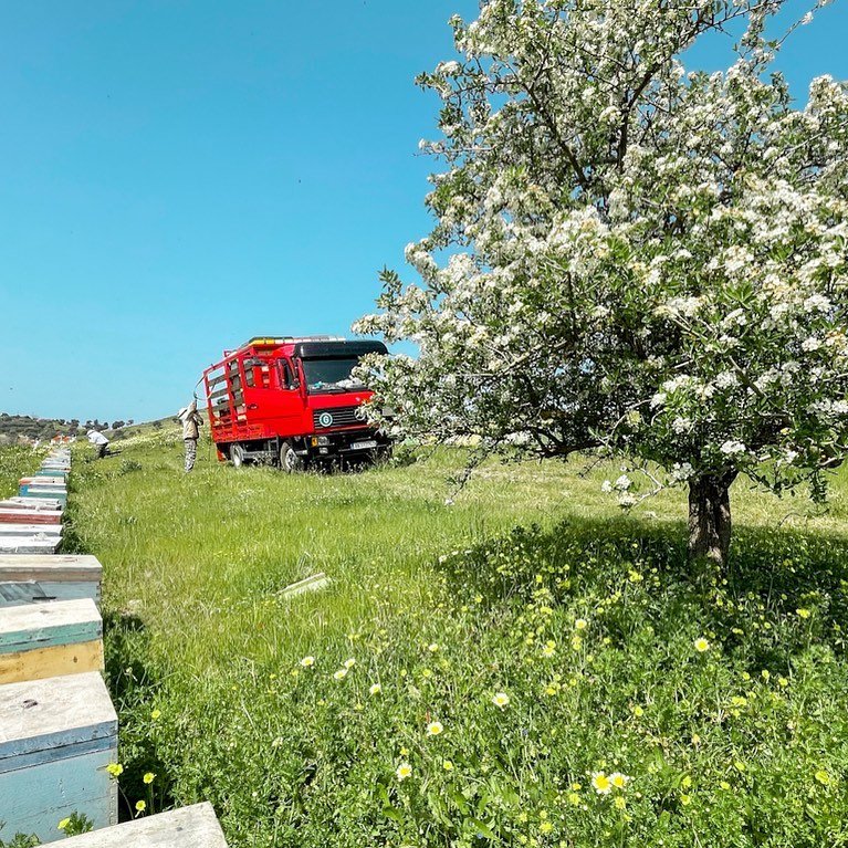 Beekeeping inspection day by Fragiadakis Family