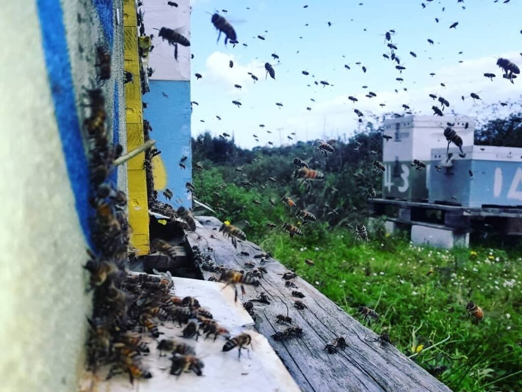 Bees in Crete buzzing with purpose, producing the renowned Cretan honey we treasure. 