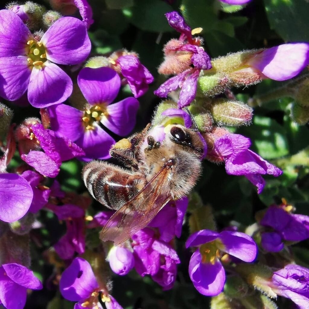 Busy Cretan bee.