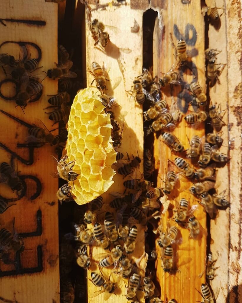 When bees run out of space inside the hive, they begin building on top of the frames.