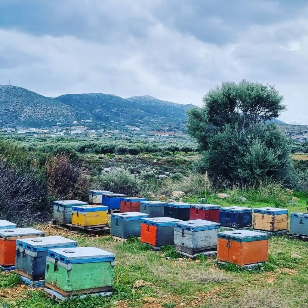 Beekeeping in mountain villages in Crete. 