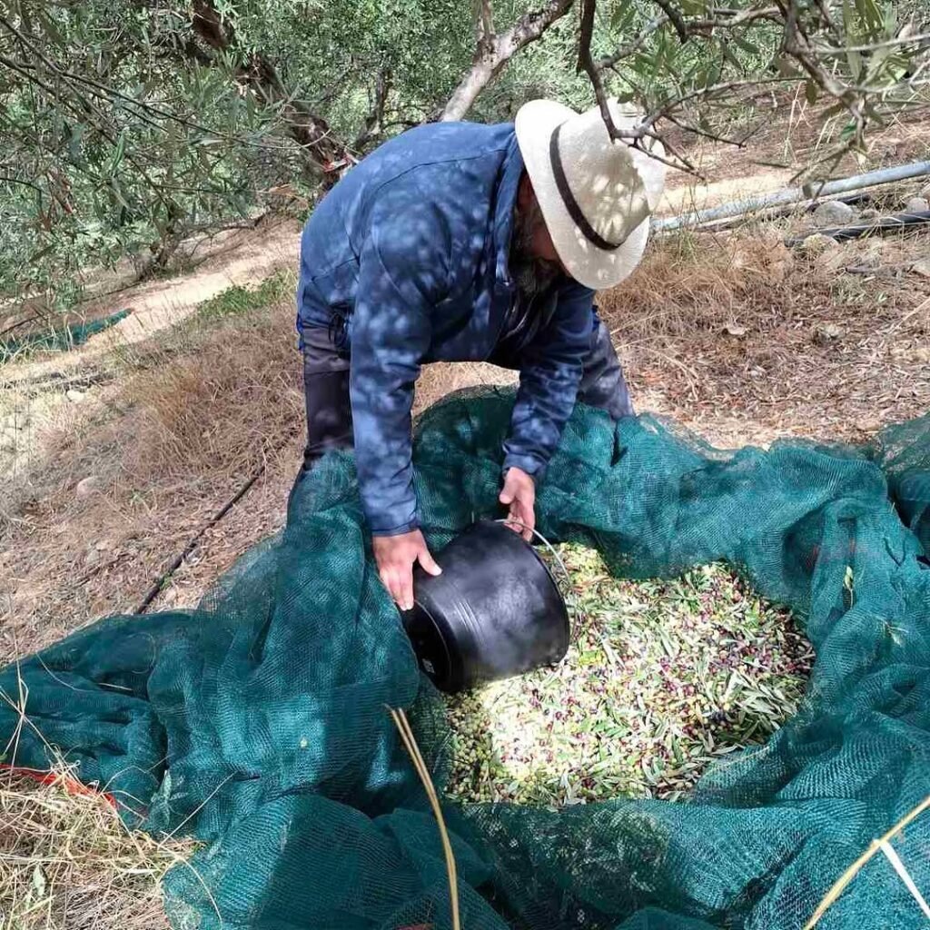 Olive harvest season in Crete, Greece. 