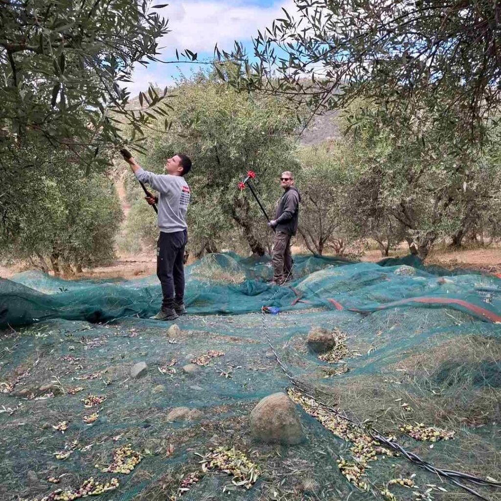 Olive harvest season in Crete. 