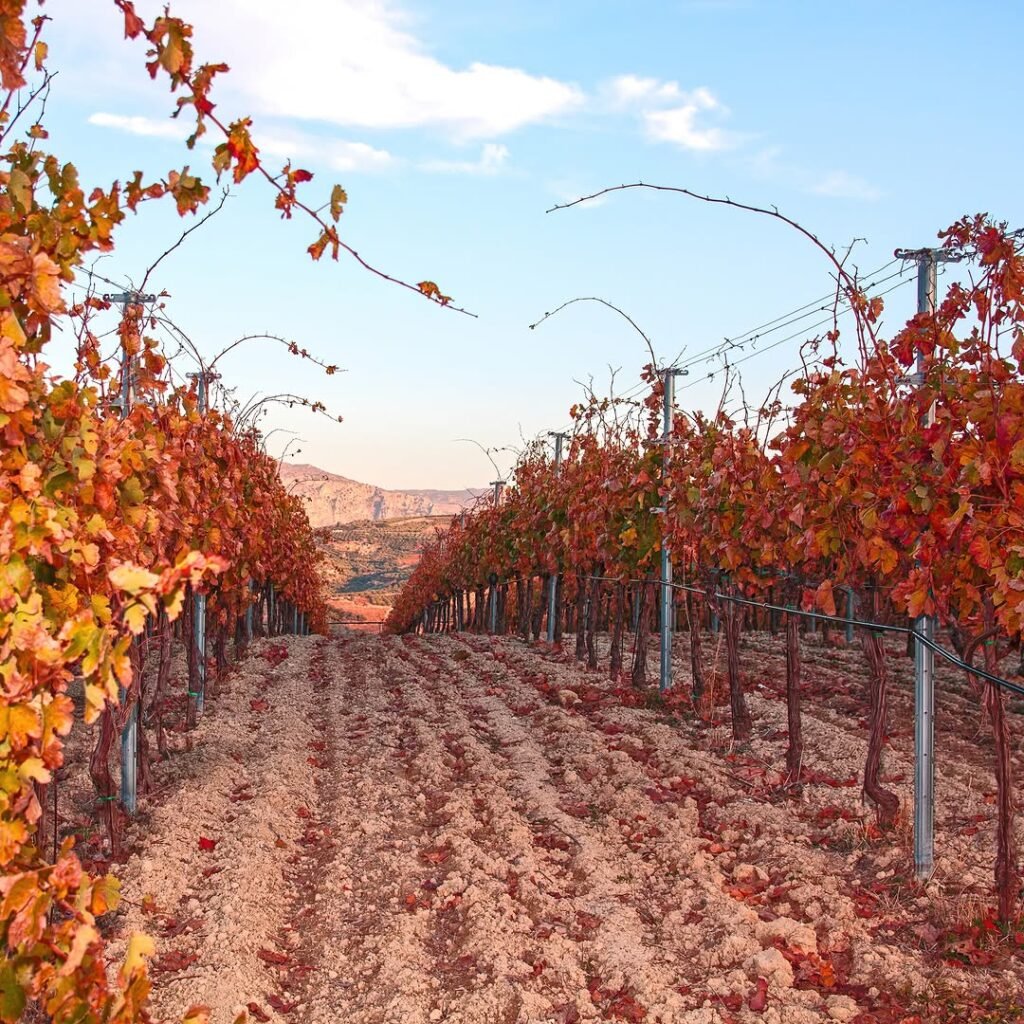 Enchanting vineyards in Dafnes. Photo Credit: IG @douloufakiswinery