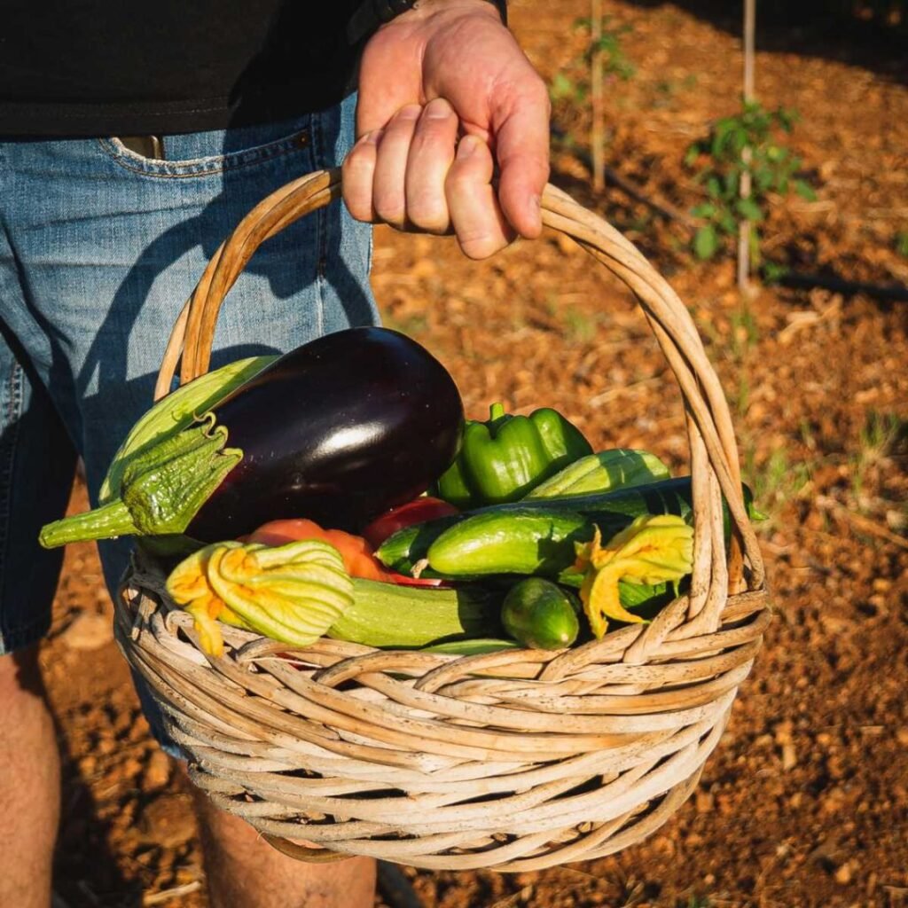 A basket of freshly harvested produce exemplifies the farm-to-table philosophy at Red Lion Malia, Crete, Greece, where local flavors come to life. 