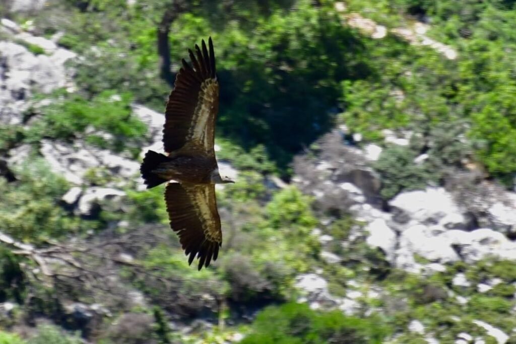 A Griffon vulture showing off at Sirikari Gorge, Chania, Crete. 