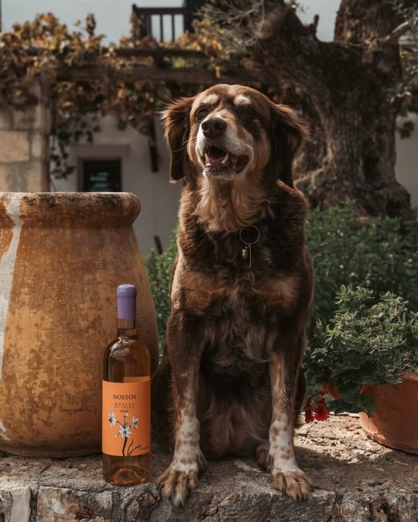 Soko, the 4-legged boss at Manousakis Winery for the past 12 years. They found her as a puppy near the winery, and she's been by their side ever since. Here she is posing with one of their creations: Nostos Muscat of Spina - ORANGE. 