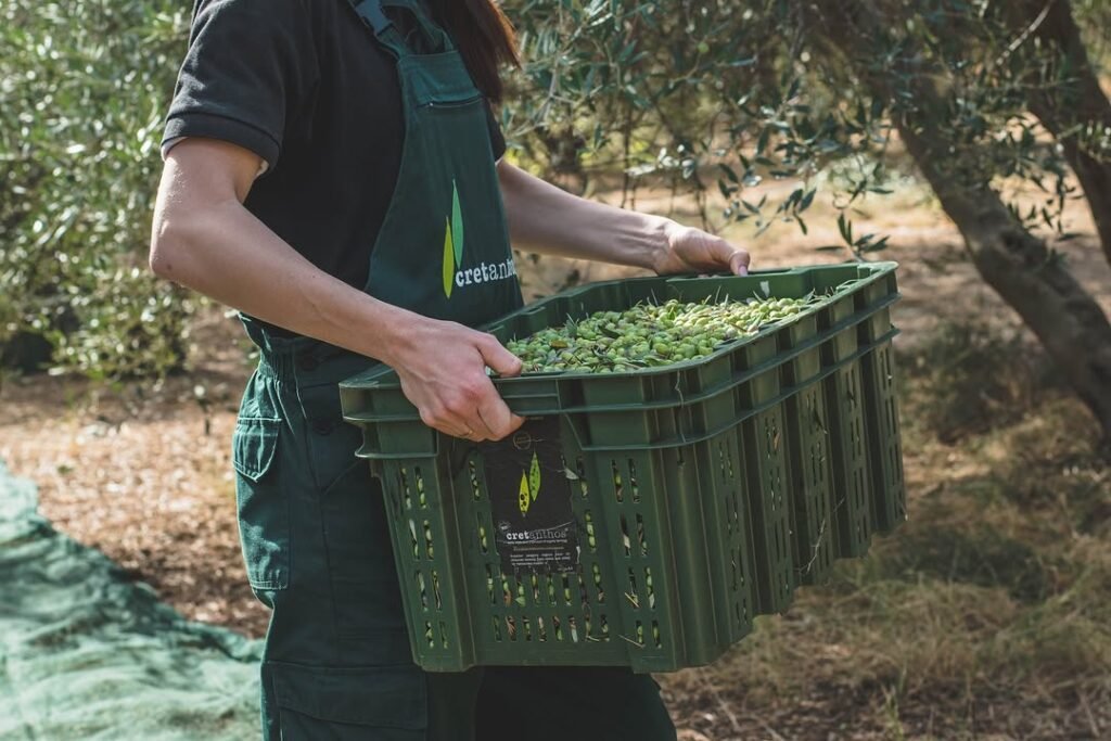 Olive harvesting in Crete, where tradition meets nature. 