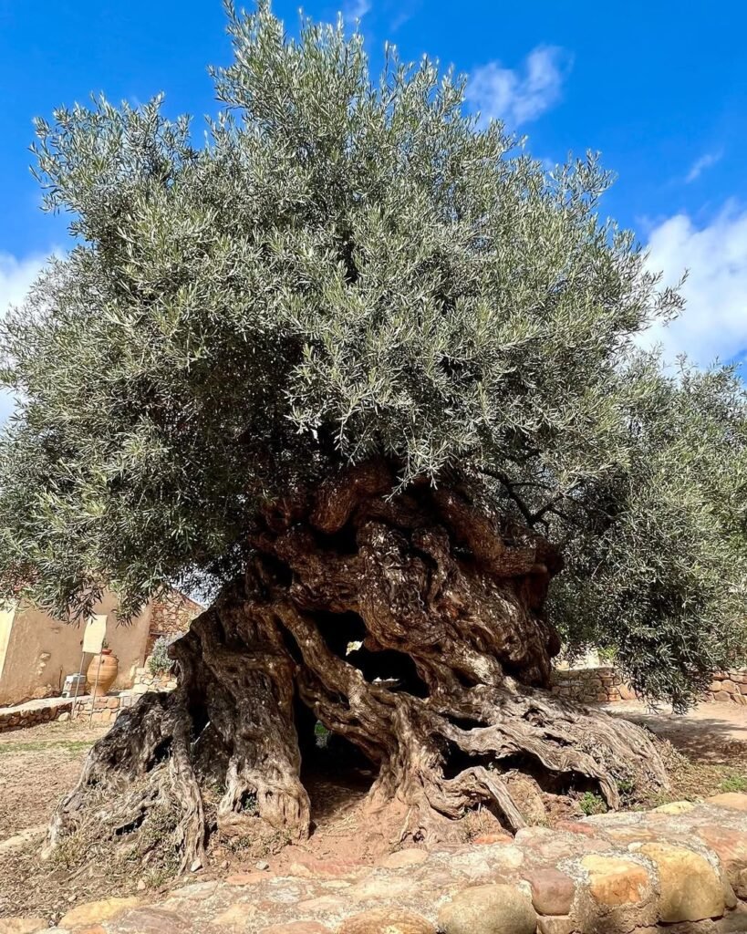 Ancient olive tree of Vouves in Crete, Greece. 