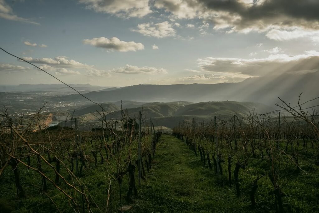 Winter time at Manousaniks Vineyards. 