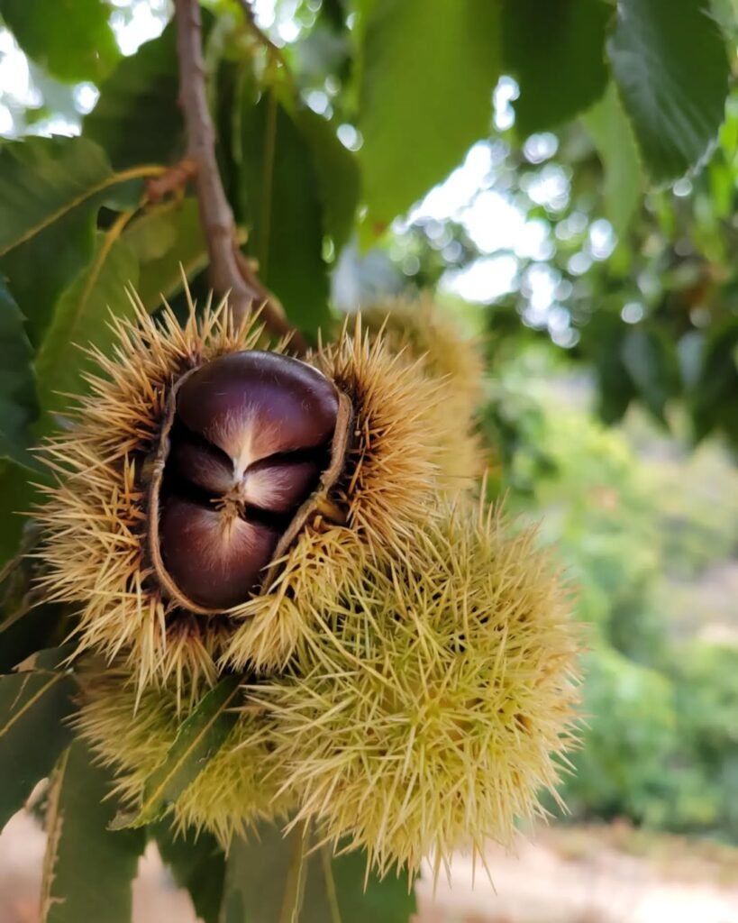 The chestnut forest in Sirikari Gorge, Crete.