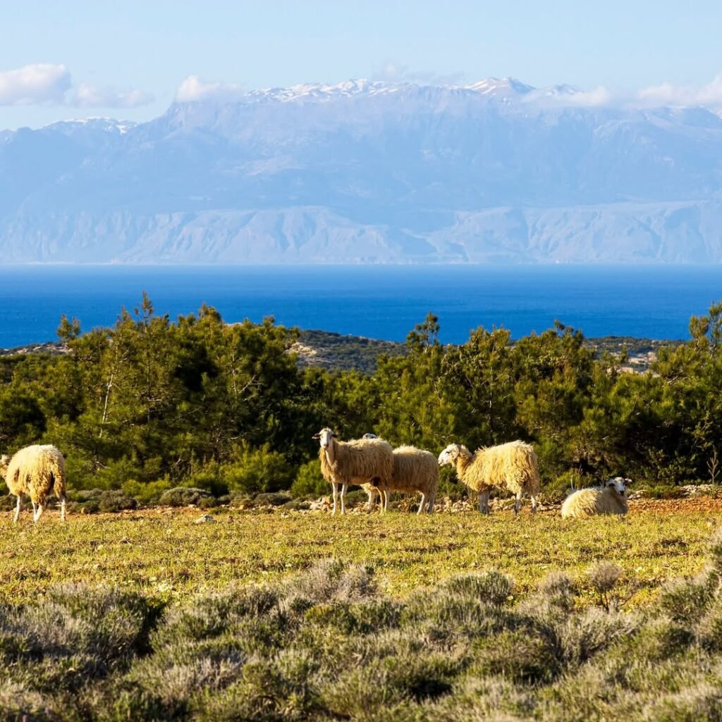 Peaceful scenes from Gavdos with Crete’s majestic White Mountains rising across the Libyan Sea – a perfect blend of isolation and connection. 