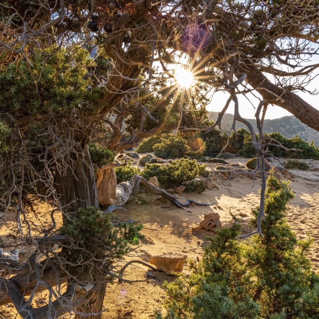 Centuries-old juniper trees twist through the sands of Gavdos, their gnarled limbs whispering stories of time, solitude, and survival.