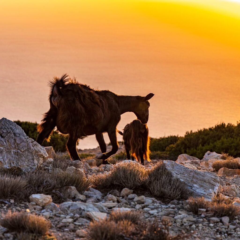 As the sun dips into the Libyan Sea, even the goats of Gavdos pause to enjoy nature’s golden hour magic. 