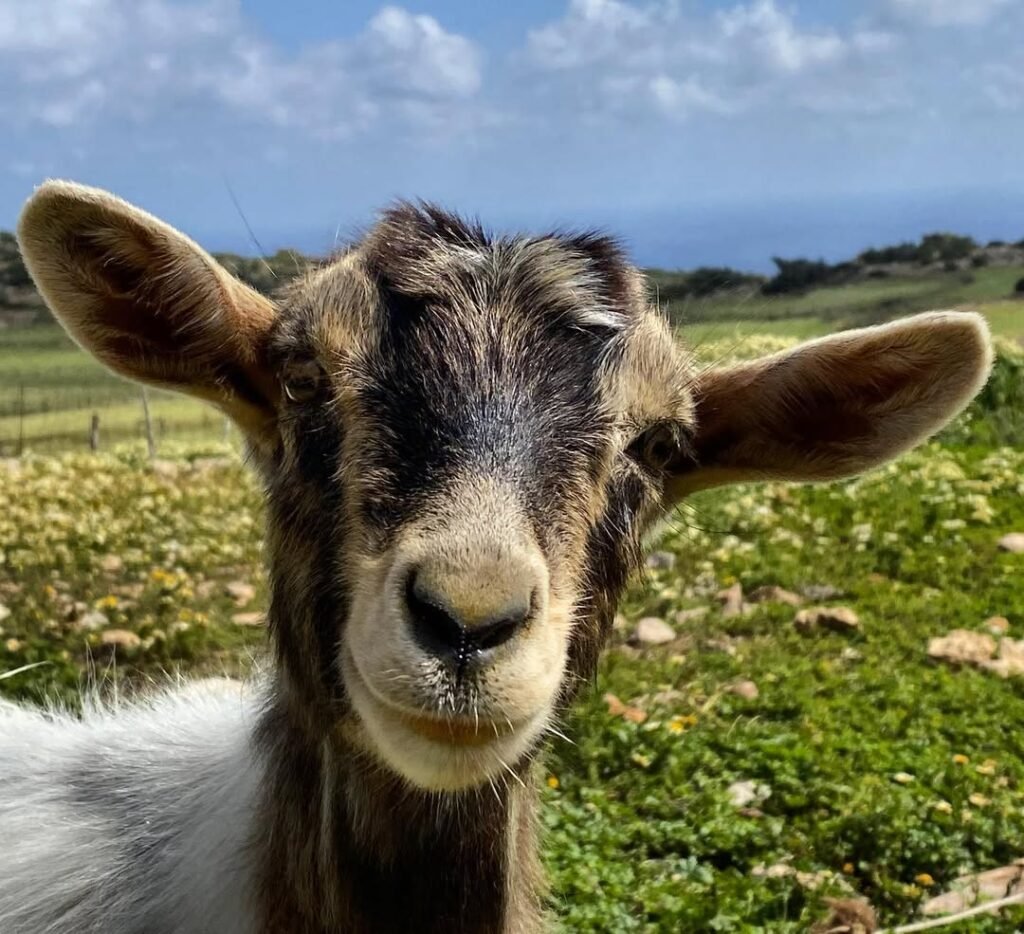 A friendly face from Vatsiana, where time slows down and even the goats seem to smile. 