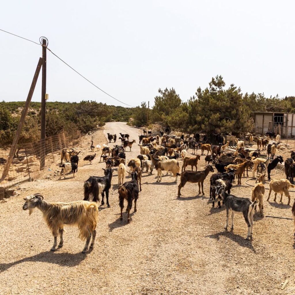 Traffic jam, Gavdos style – a reminder that on this island, the locals have horns and the right of way. 

