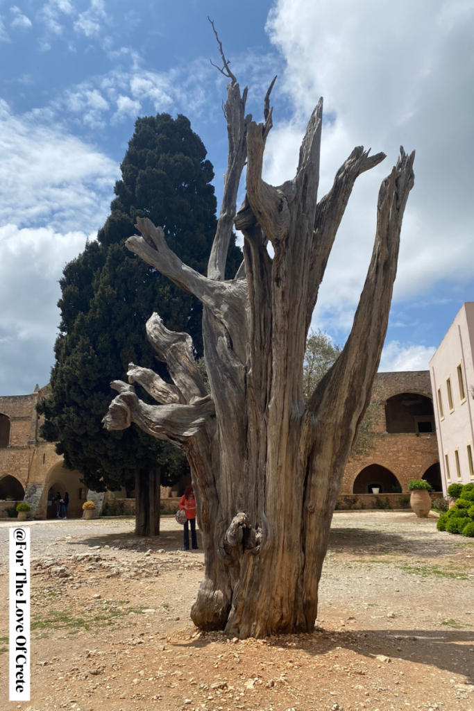 The remains of Arkadi Monastery’s 500-year-old cypress tree, scarred by bullets during the 1866 siege.