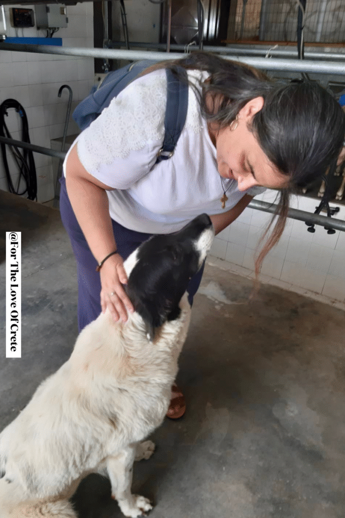 Meet my new friend Agkalia – the most lovable member of the farm’s welcoming committee. True to her name, which means "hug" in Greek, she made sure we felt right at home from the moment we arrived.