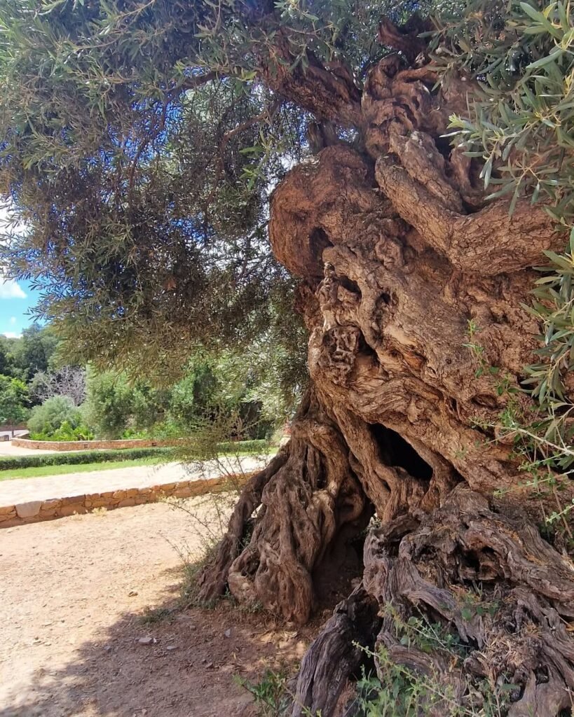 Standing for over 2,000 years, the Ano Vouves olive tree continues to yield the timeless bounty of Crete. 