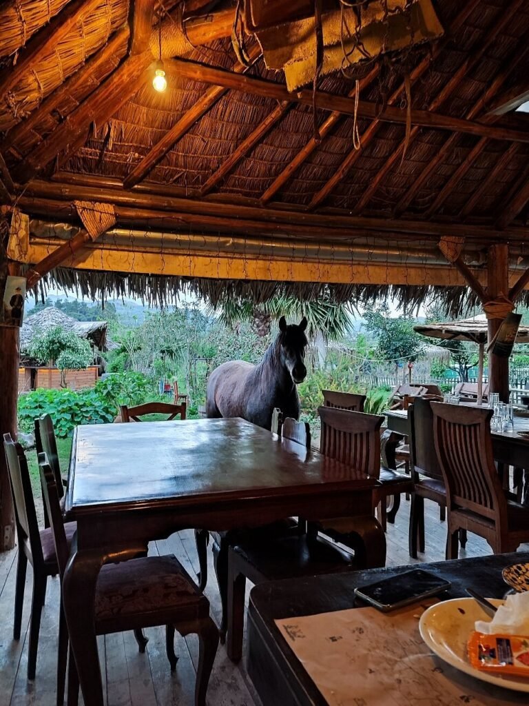 Dining with a view—and sometimes with unexpected company—at Frosinis Garden in the peaceful village of Neriana.