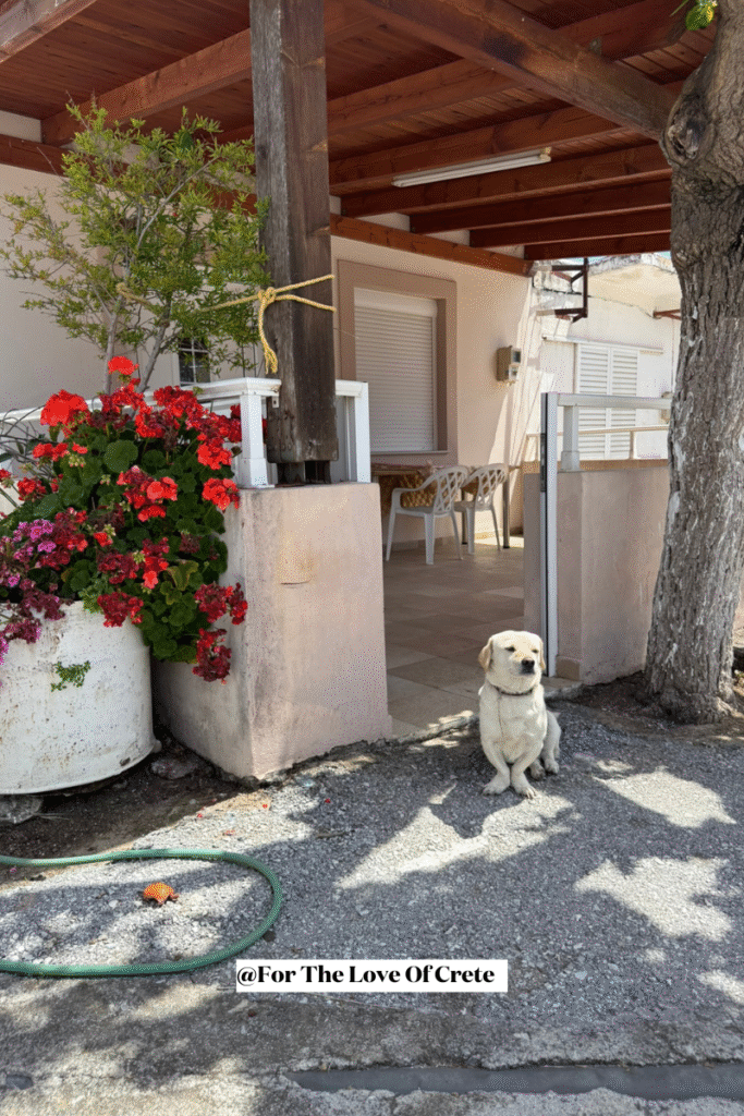 In the tiny village of Tsachiana, this proud little guardian keeps a watchful eye on the neighborhood. A perfect example of village life in Crete – where even the smallest residents have a big sense of duty.