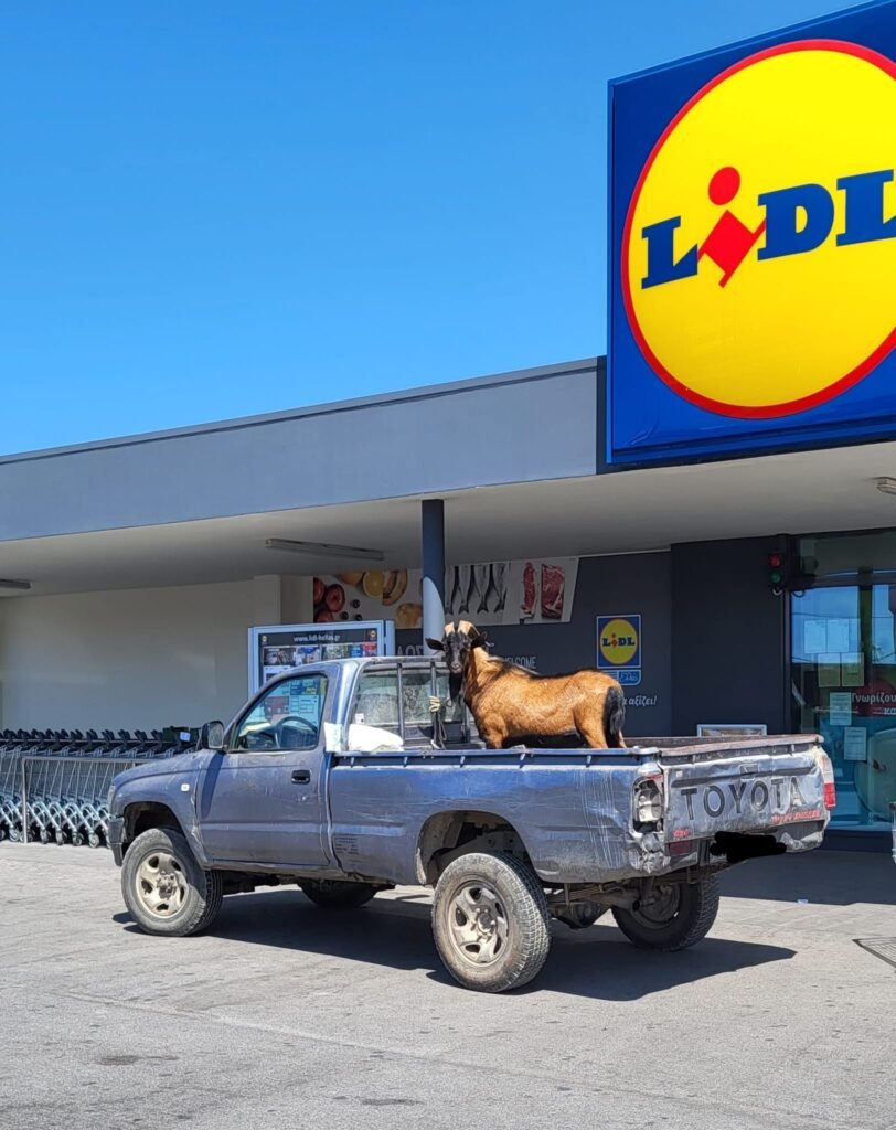 Sometimes you just need to grab some essentials from Lidl, but your goat copilot wasn't invited inside. Don't worry, this patient passenger will guard the truck until you return with the snacks!