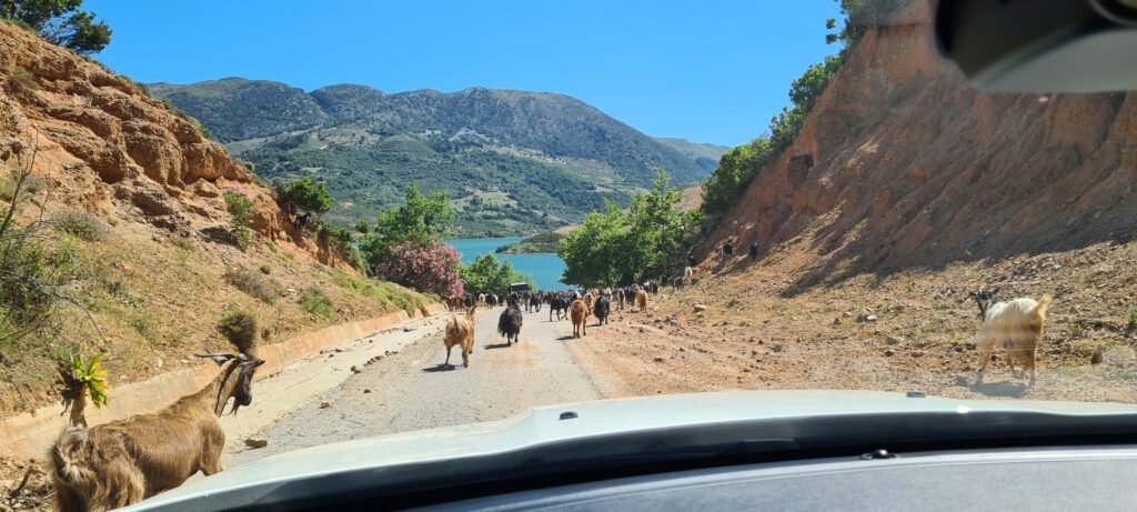 My kind of traffic jam when driving in Crete - goats have the right of way, and honestly, who's going to argue with them? Sometimes the best part of the journey is being forced to slow down and soak in views like this.