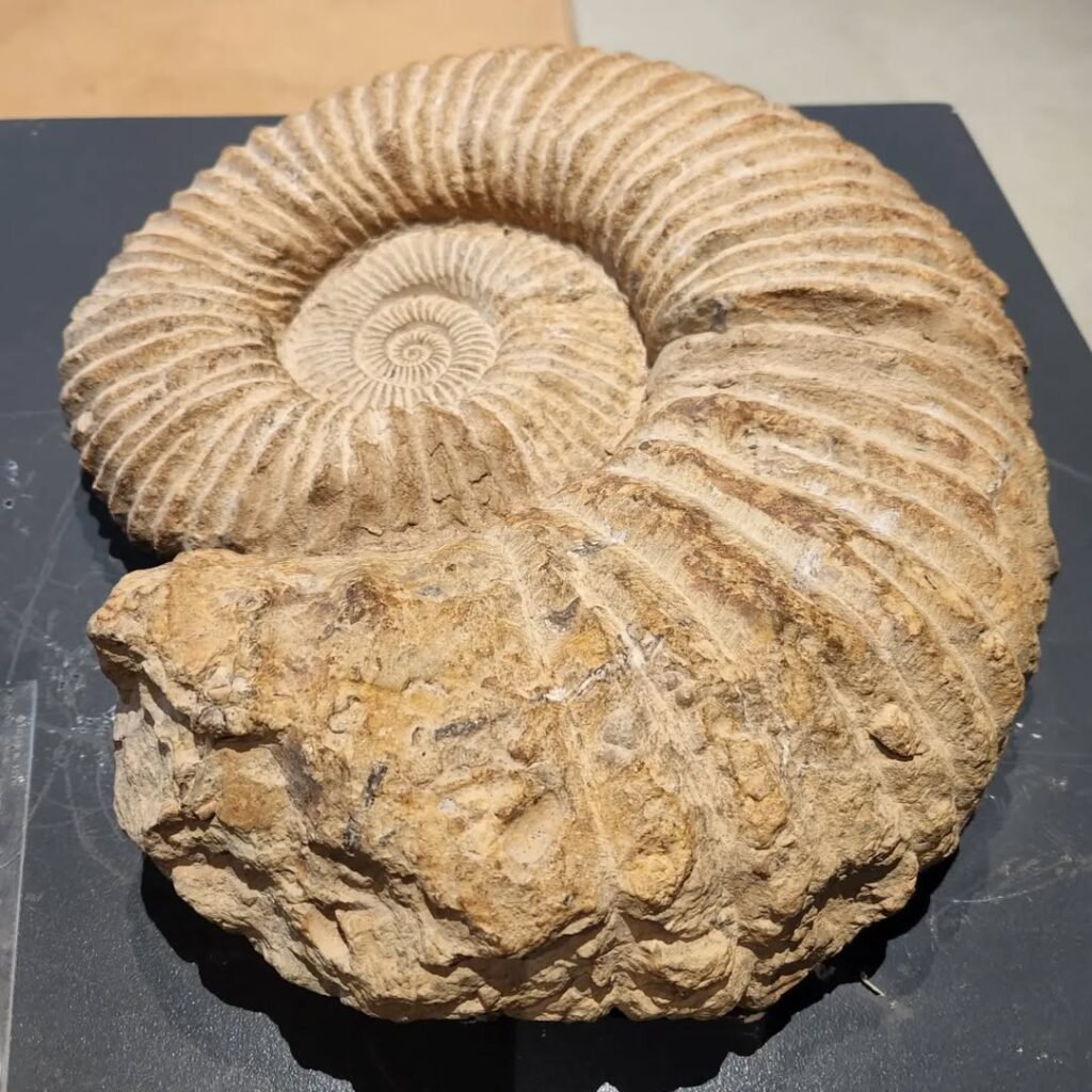 Ancient fossil specimens at the Natural History Museum of Crete reveal the prehistoric marine life that once inhabited the Mediterranean waters surrounding the island. 