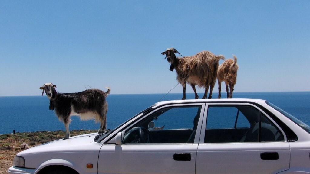 Peak Cretan goat behavior: why settle for blocking the road when you can literally take over the entire vehicle? Good luck explaining this one to the rental company!