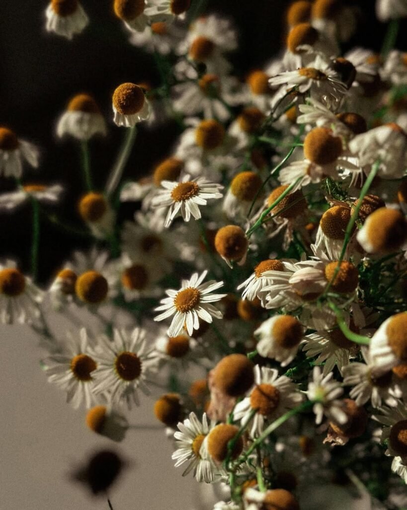 Wild chamomile (chamomíli) flowers harvested in Crete, their delicate blooms capturing the essence of this beloved Greek herb known for its calming and healing properties. 