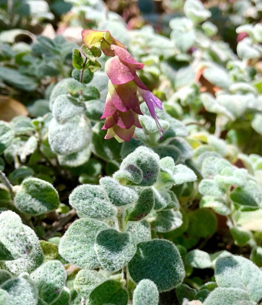 Dittany of Crete (Origanum dictamnus) with its distinctive silvery leaves and delicate pink blooms, growing wild on the island's rocky cliffs.