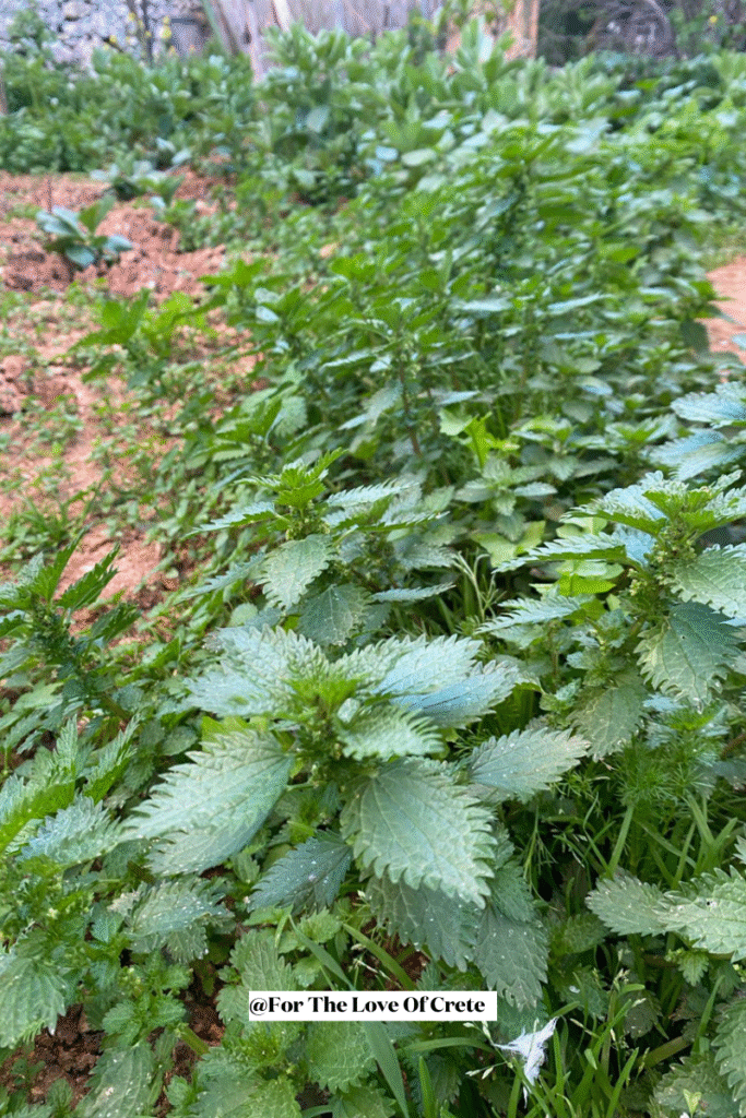 Wild nettle (tsouknida) growing abundantly in a Cretan garden, a nutrient-rich herb cherished for centuries in Greek folk medicine and traditional cuisine.