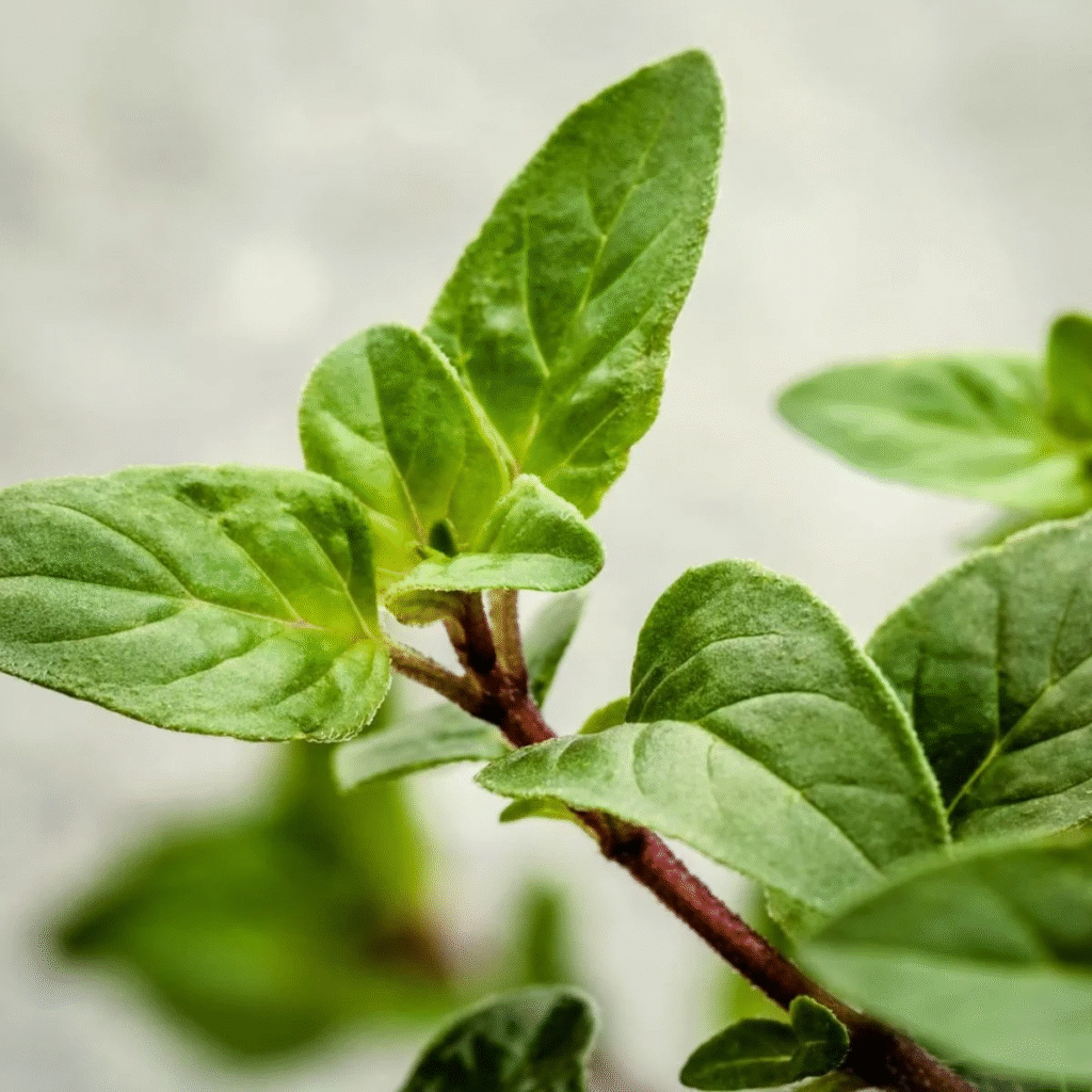 Fresh Greek oregano (rigani) leaves, the bold and aromatic herb that's become essential in my kitchen and a cornerstone of Cretan cuisine. 