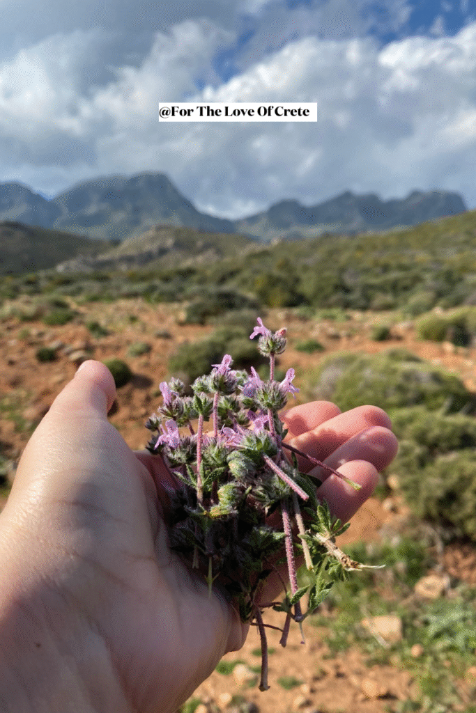 Wild thyme (thymari) freshly foraged from the southern hills of Chania in April, ready to be brewed into a fragrant herbal tea, one of the most aromatic Greek herbs on the island.