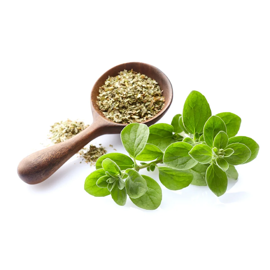 Marjoram (mantzourána), the tender herb of love and happiness, shown here fresh and dried, cherished in Cretan cooking and traditional medicine for its calming properties.